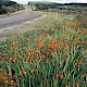 Crocosmia x crocosmiiflora