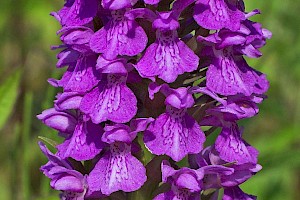 Dactylorhiza praetermissa Southern Marsh-orchid