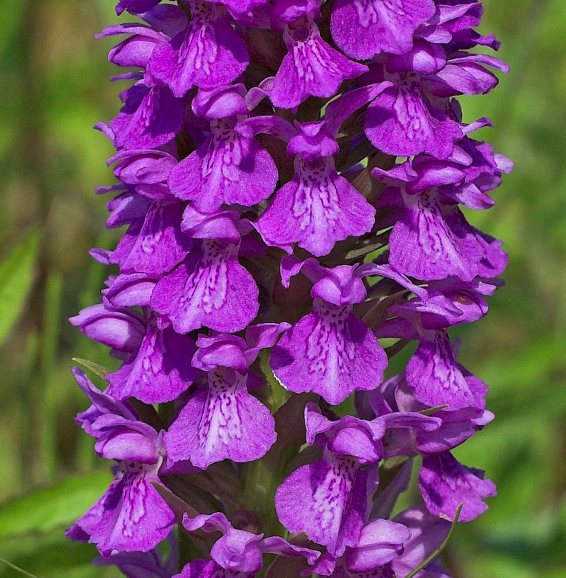 Dactylorhiza praetermissa - © Charles Hipkin