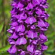 Dactylorhiza praetermissa