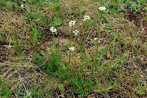 Hairy Rock-cress: Arabis hirsuta