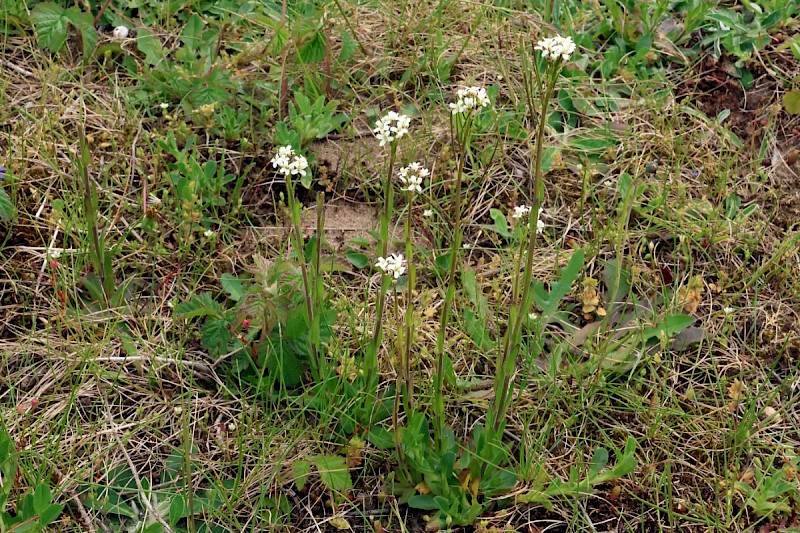 Arabis hirsuta - © Charles Hipkin