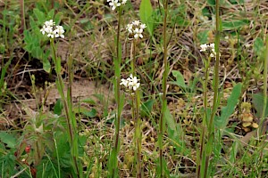 Hairy Rock-cress: Arabis hirsuta