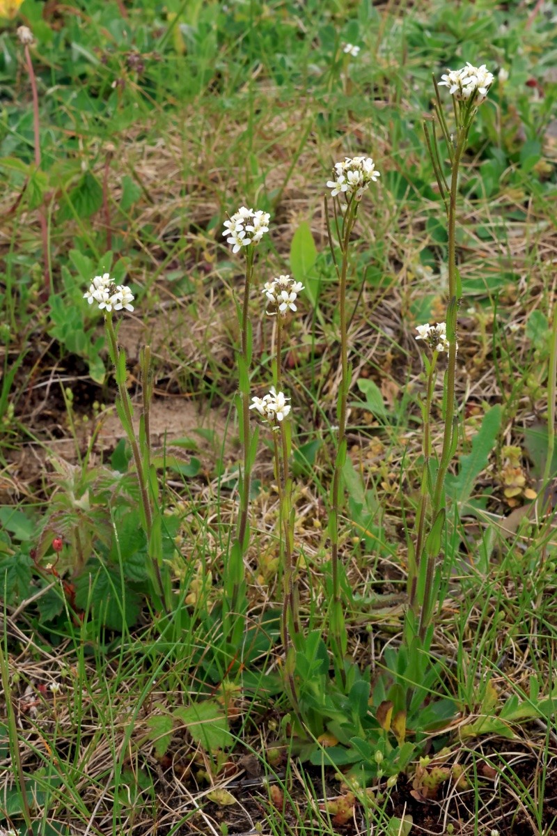 Arabis hirsuta - © Charles Hipkin