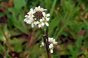 Arabis hirsuta Hairy Rock-cress