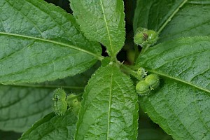 Dog's Mercury: Mercurialis perennis