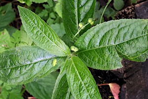 Dog's Mercury: Mercurialis perennis