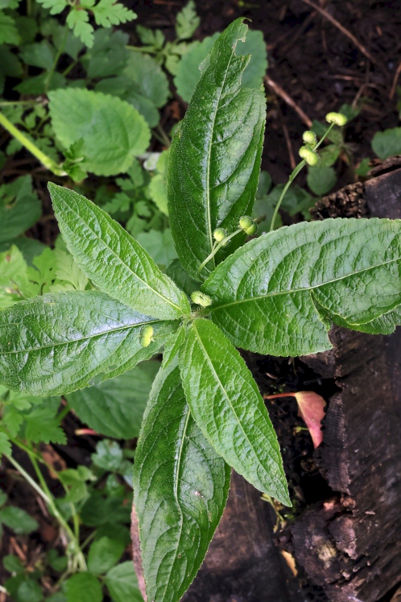 Mercurialis perennis - © Charles Hipkin