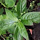 Mercurialis perennis