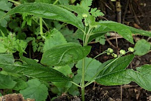 Dog's Mercury: Mercurialis perennis