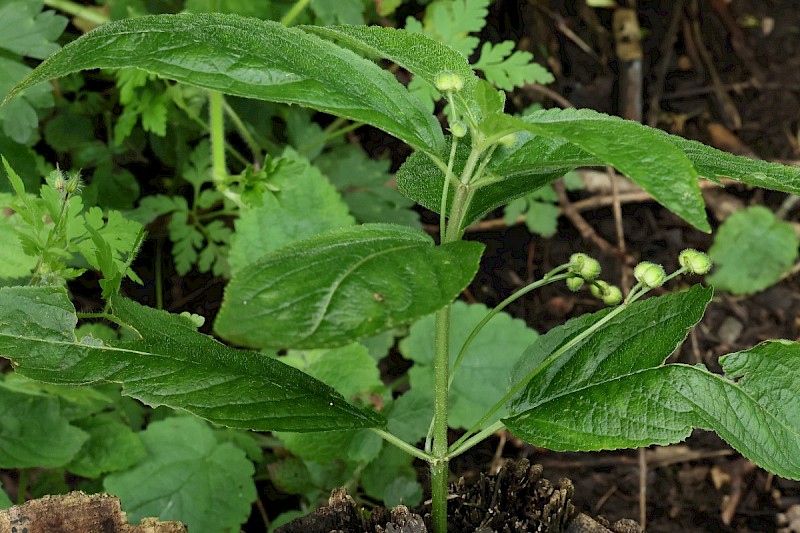 Mercurialis perennis - © Charles Hipkin