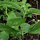 Mercurialis perennis