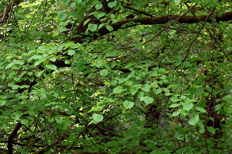 Tilia cordata - © Charles Hipkin