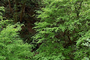 Small-leaved Lime: Tilia cordata