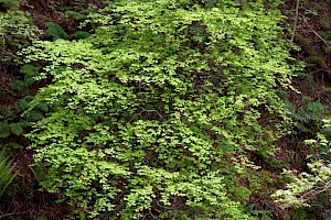 Small-leaved Lime: Tilia cordata