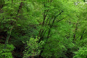 Small-leaved Lime: Tilia cordata