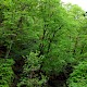 Tilia cordata