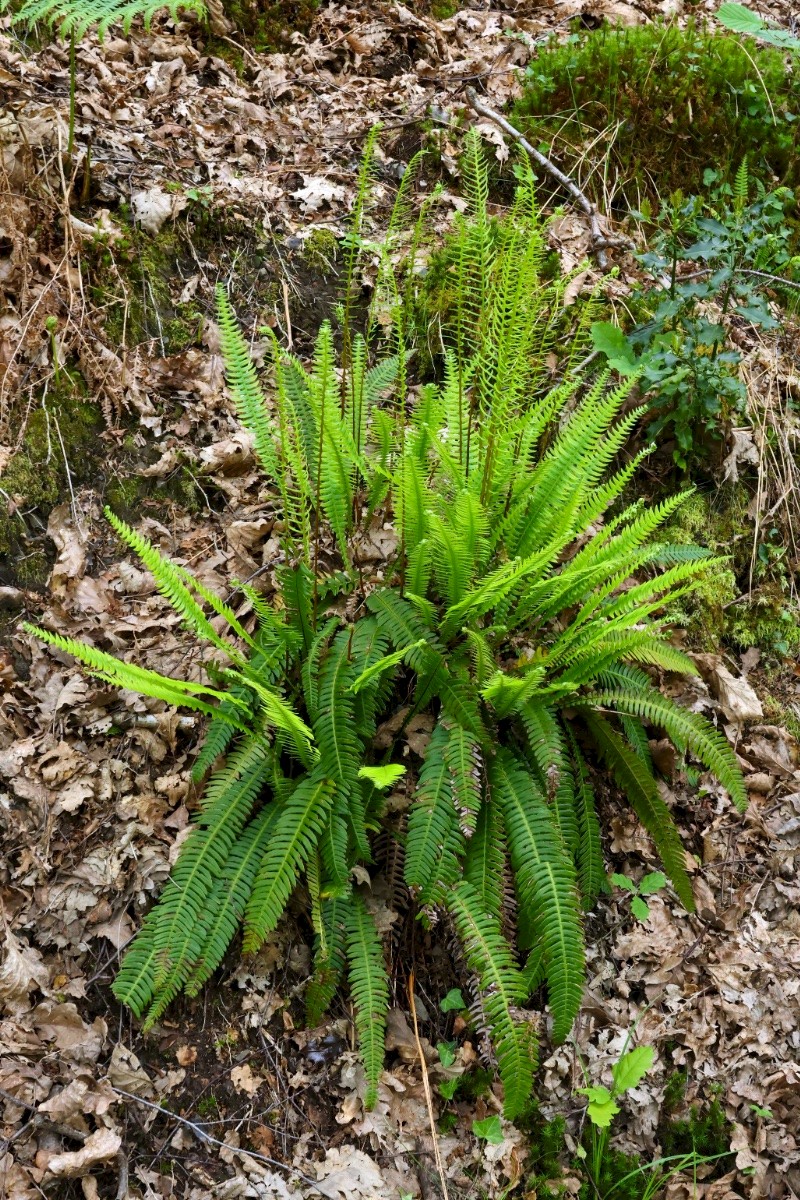 Blechnum spicant - © Charles Hipkin