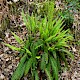 Blechnum spicant