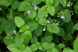 Wood Speedwell: Veronica montana