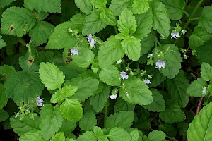 Wood Speedwell: Veronica montana