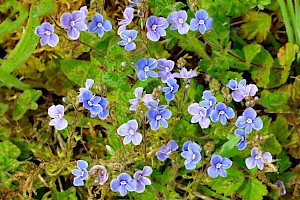 Veronicaceae (Scrophulariaceae)