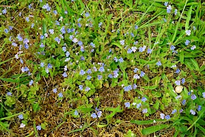 Germander Speedwell: Veronica chamaedrys