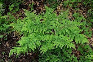 Dryopteris dilatata Broad Buckler-fern