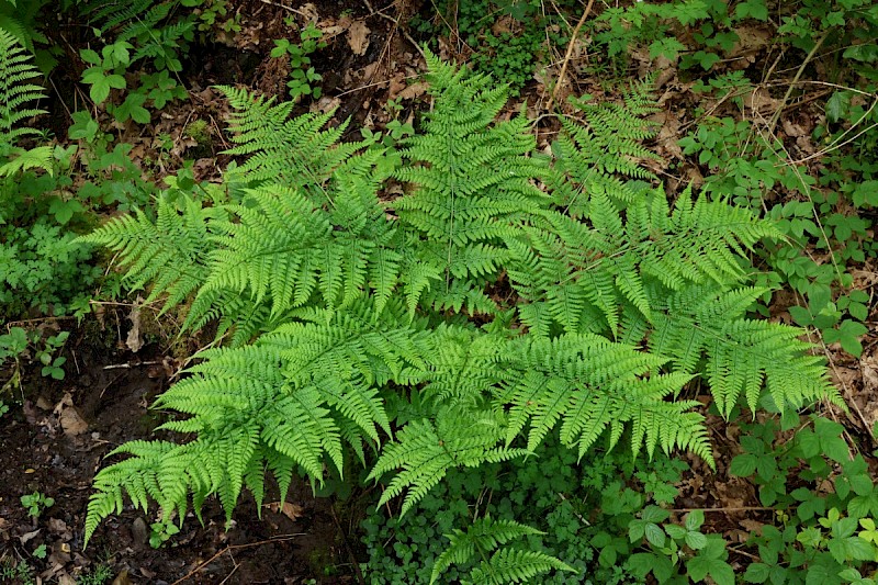 Dryopteris dilatata - © Charles Hipkin