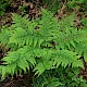 Dryopteris dilatata