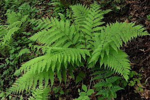 Athyrium filix-femina Lady-fern