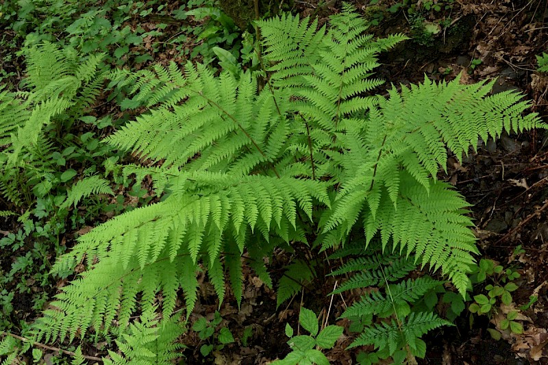 Athyrium filix-femina - © Charles Hipkin