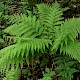 Athyrium filix-femina