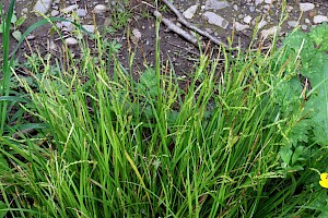 Wood-sedge: Carex sylvatica