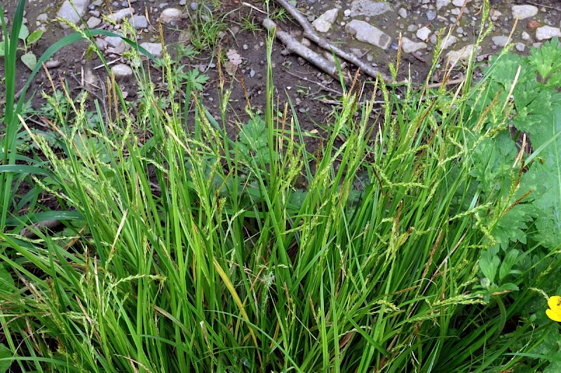 Carex sylvatica - © Charles Hipkin