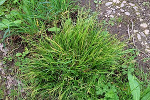 Wood-sedge: Carex sylvatica