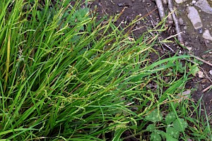 Wood-sedge: Carex sylvatica