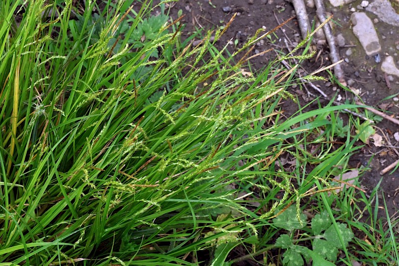 Carex sylvatica - © Charles Hipkin