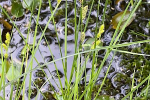 White Sedge: Carex canescens