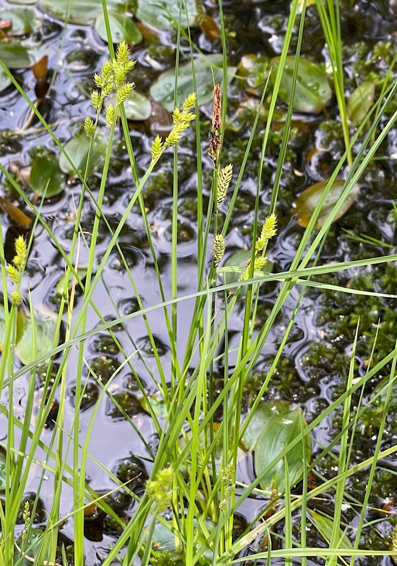 Carex canescens - © Charles Hipkin