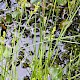 Carex canescens