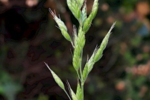 Soft-brome: Bromus hordeaceus