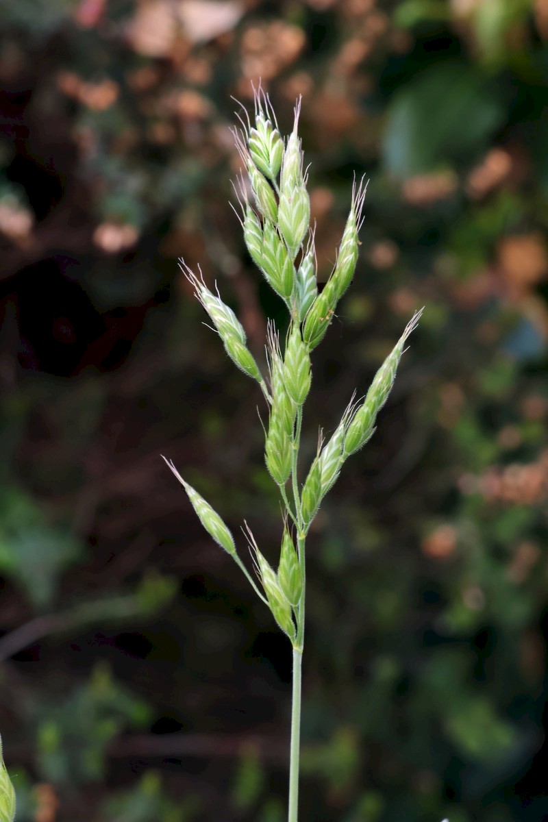 Bromus hordeaceus - © Charles Hipkin