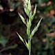 Bromus hordeaceus