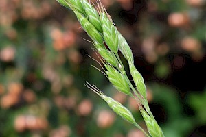 Soft-brome: Bromus hordeaceus