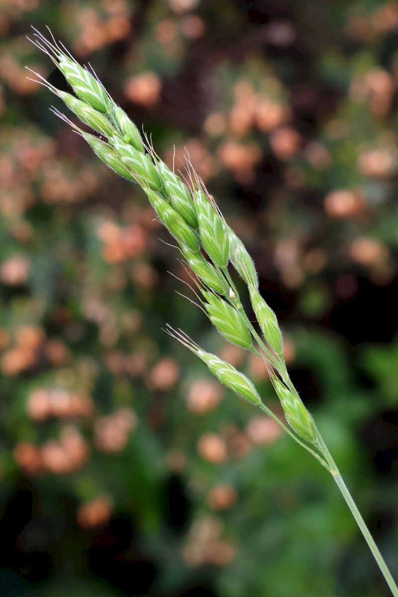 Bromus hordeaceus - © Charles Hipkin