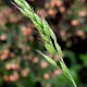 Bromus hordeaceus