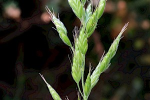 Soft-brome: Bromus hordeaceus