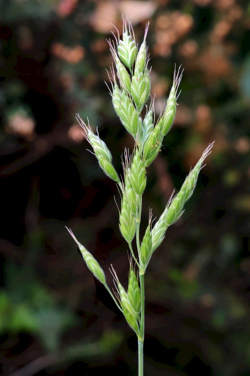 Bromus hordeaceus - © Charles Hipkin