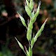 Bromus hordeaceus